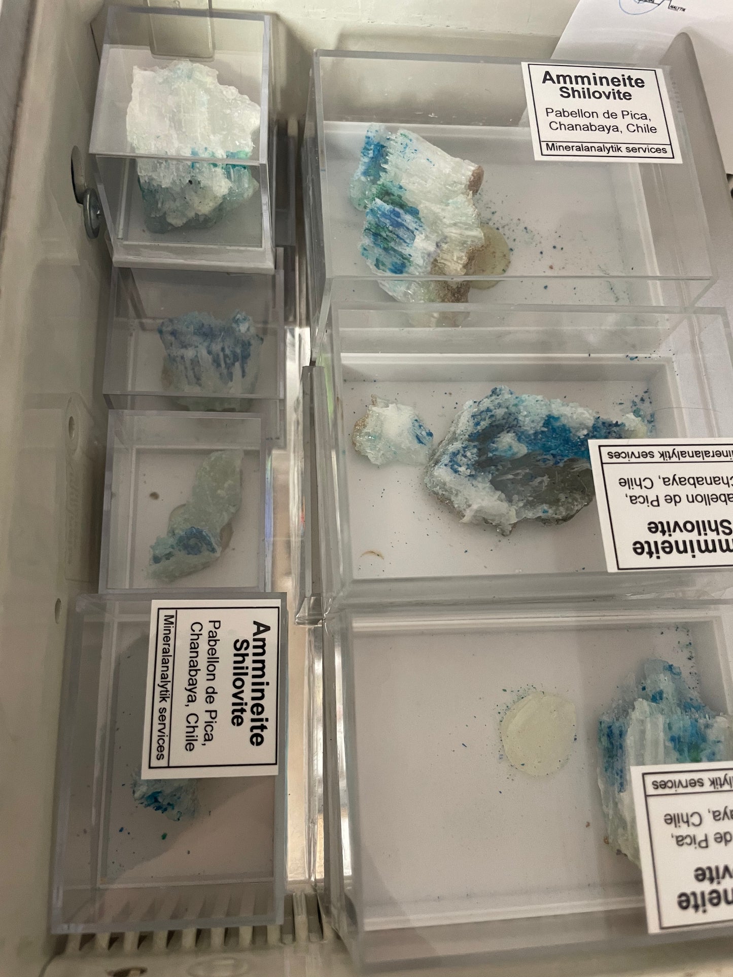 Ammineite & Shilovite
