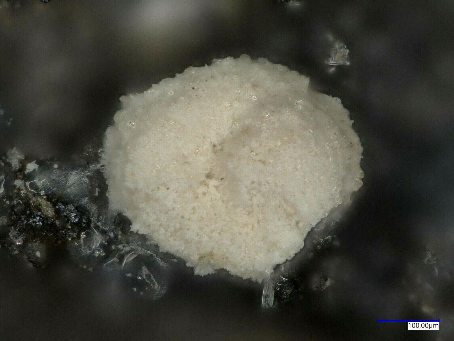 Bastnäsite-(Ce) Uranus Mine, Kleinrückerswalde, Erzgebirge, Saxony, Germany