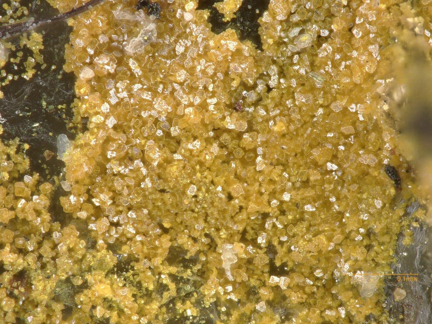 Pottsite & Clinobisvanite Linka Mine, Nevada, USA - SEM-EDS