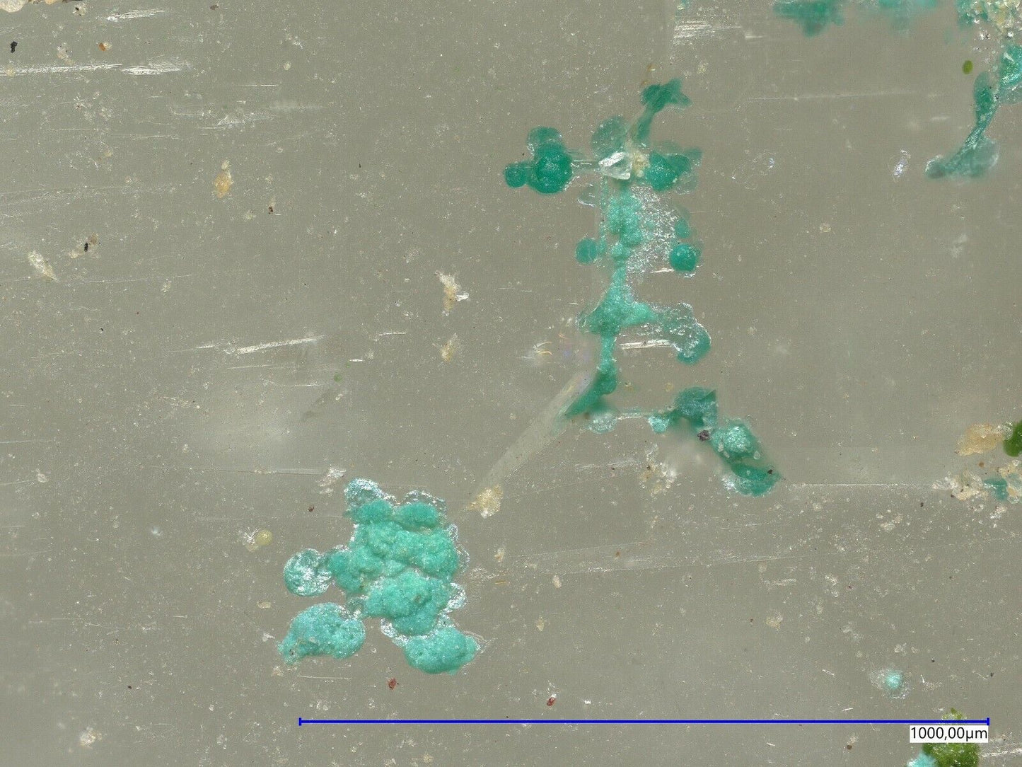 Mojaveit Bird Nest Drift, Otto Mountain, Baker, Kalifornien, USA