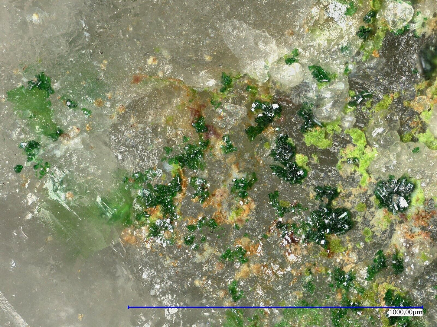 Khinit & Gold Bird Nest Drift, Otto Mt, Baker, USA