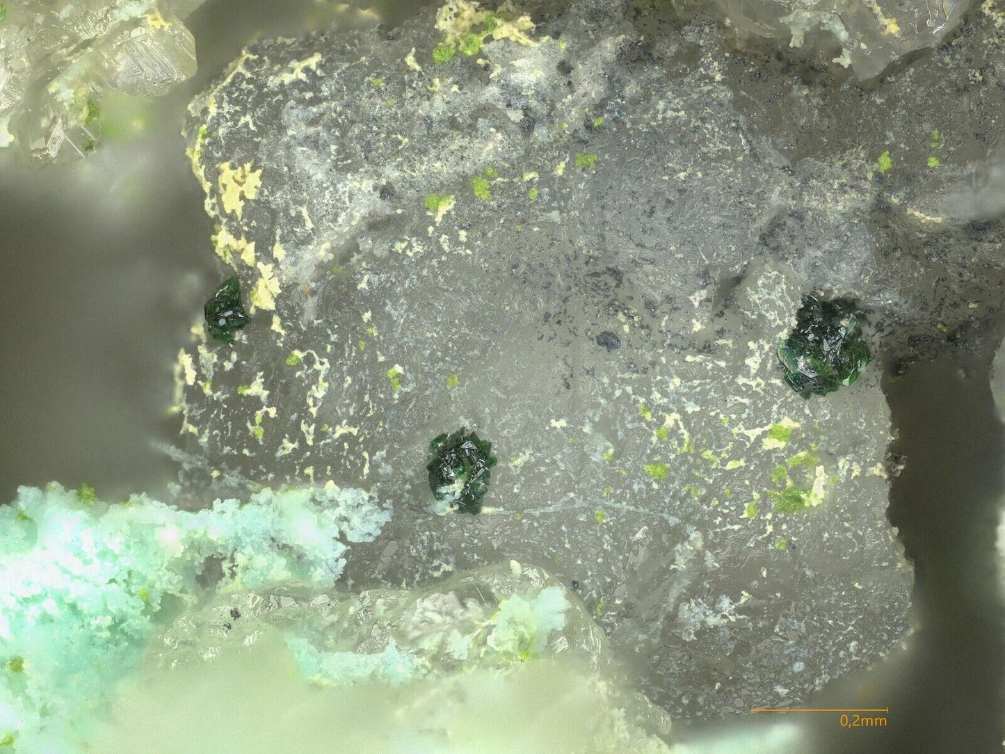 Khinite Bird Nest Drift , Otto Mountain, CA, USA