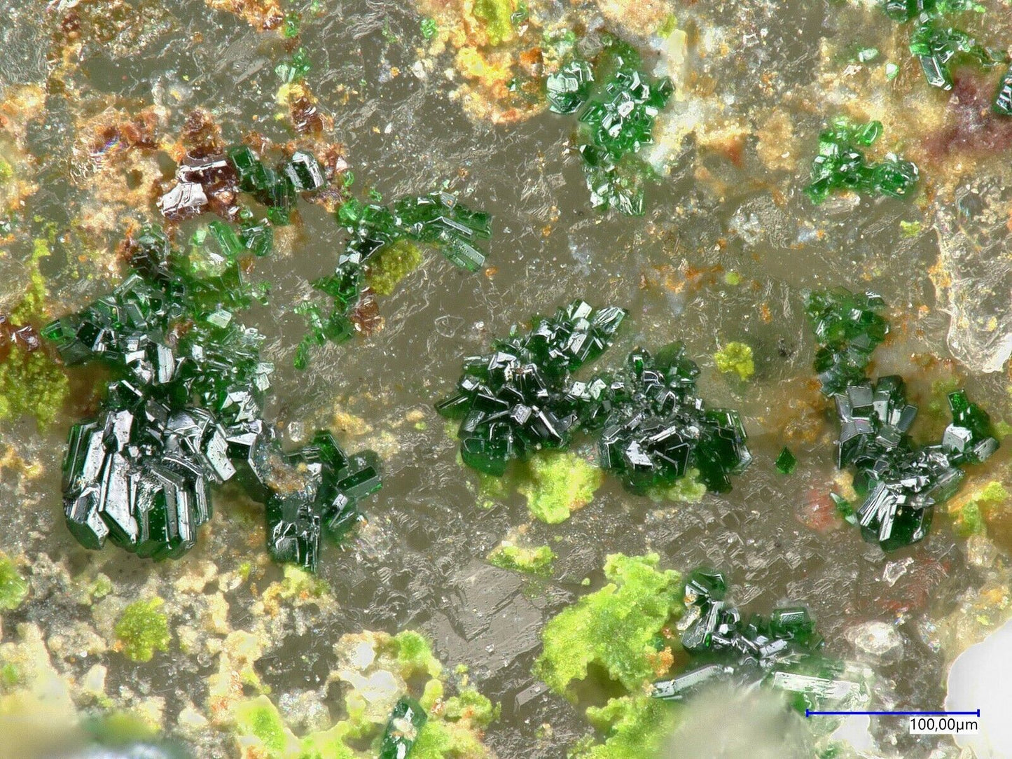 Khinit & Gold Bird Nest Drift, Otto Mt, Baker, USA