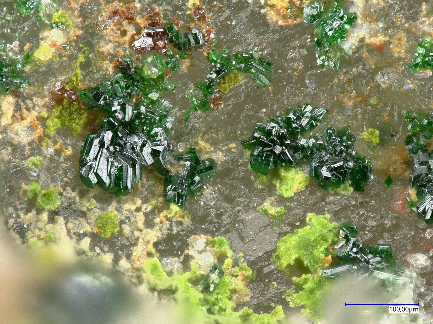 Khinit & Gold Bird Nest Drift, Otto Mt, Baker, USA