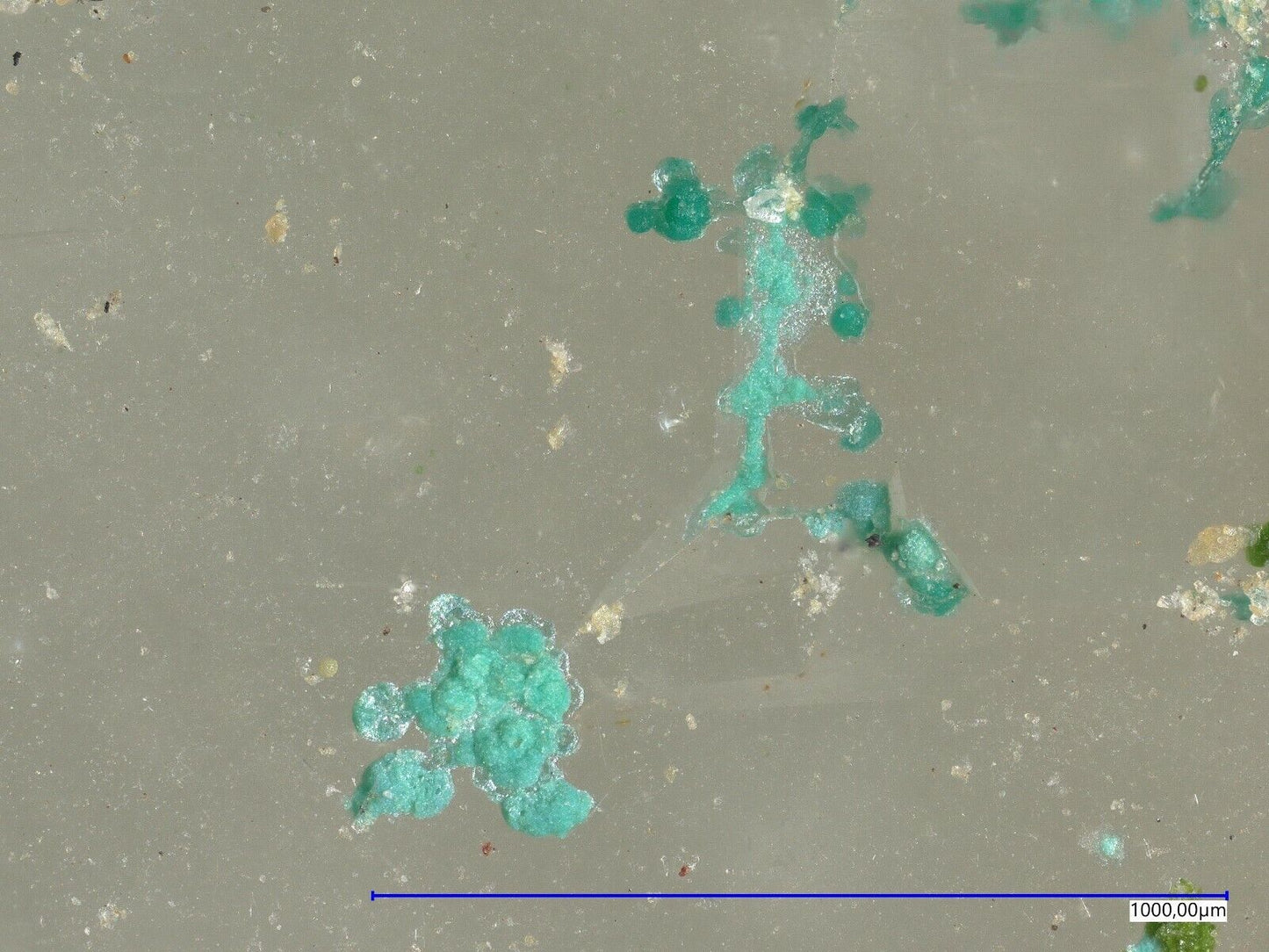 Mojaveit Bird Nest Drift, Otto Mountain, Baker, Kalifornien, USA