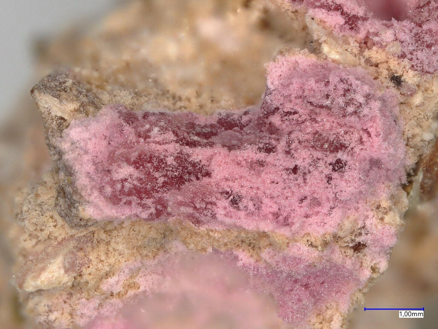 Tinsleyit Morro Mejillones, Mejillones, Chile