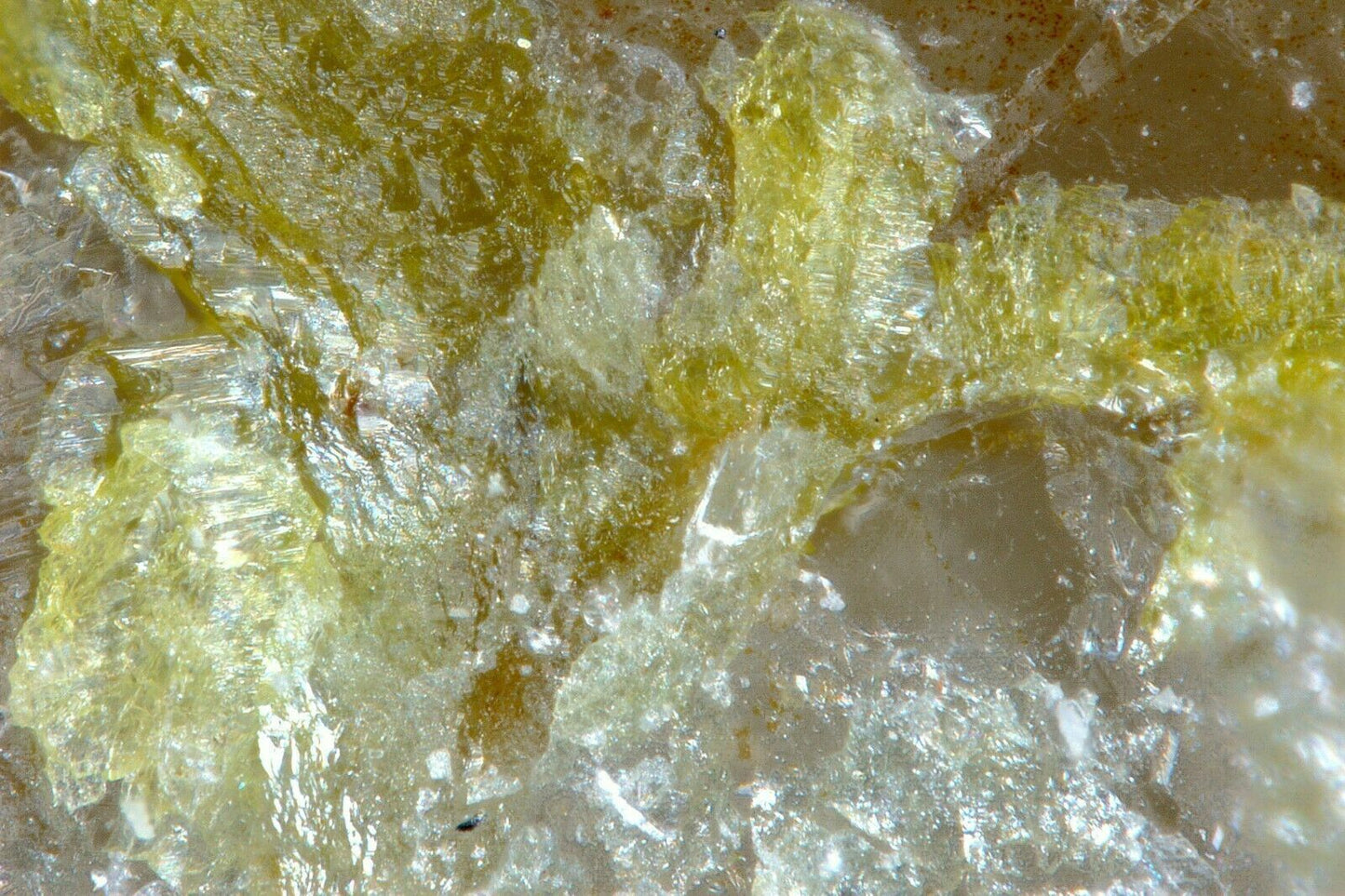 Thorneite Bird Nest Drift, California, USA