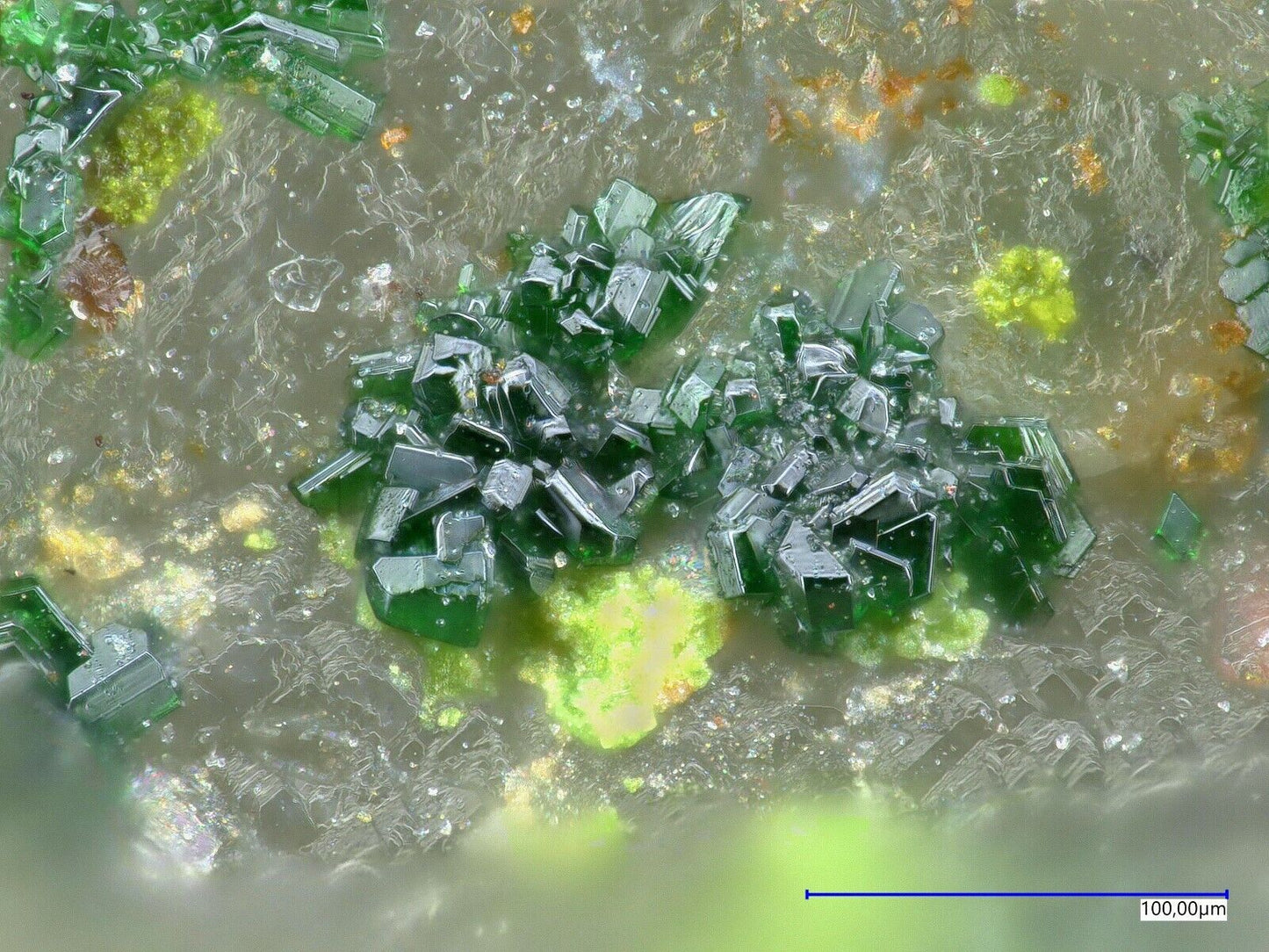 Khinit & Gold Bird Nest Drift, Otto Mt, Baker, USA