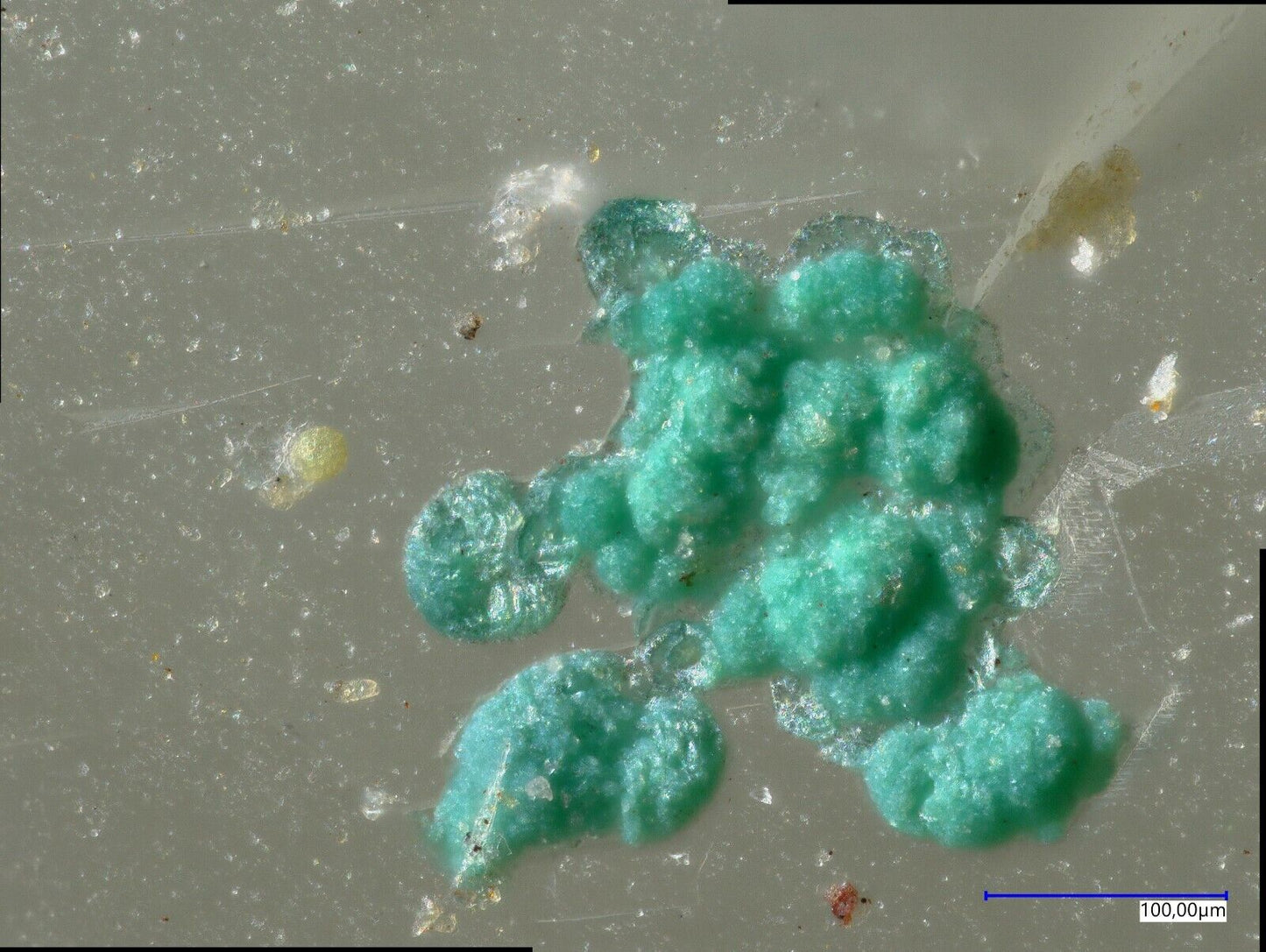 Mojaveit Bird Nest Drift, Otto Mountain, Baker, Kalifornien, USA