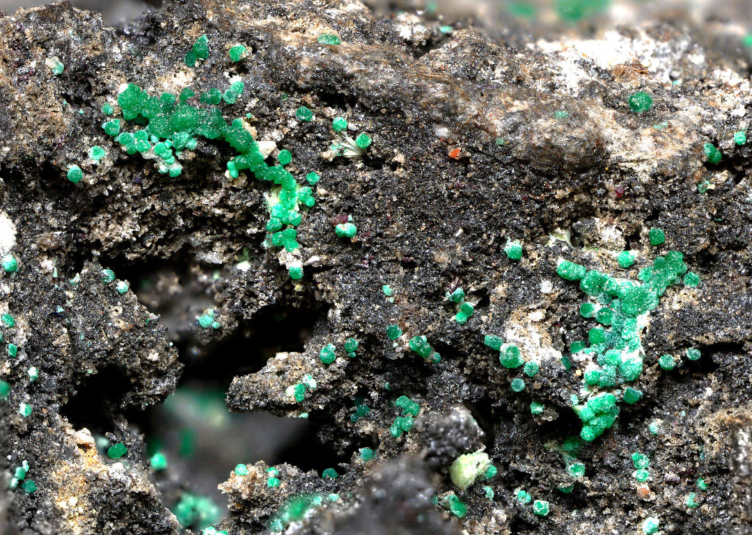 Stepite