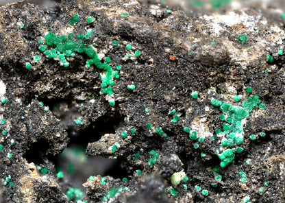 Stepite