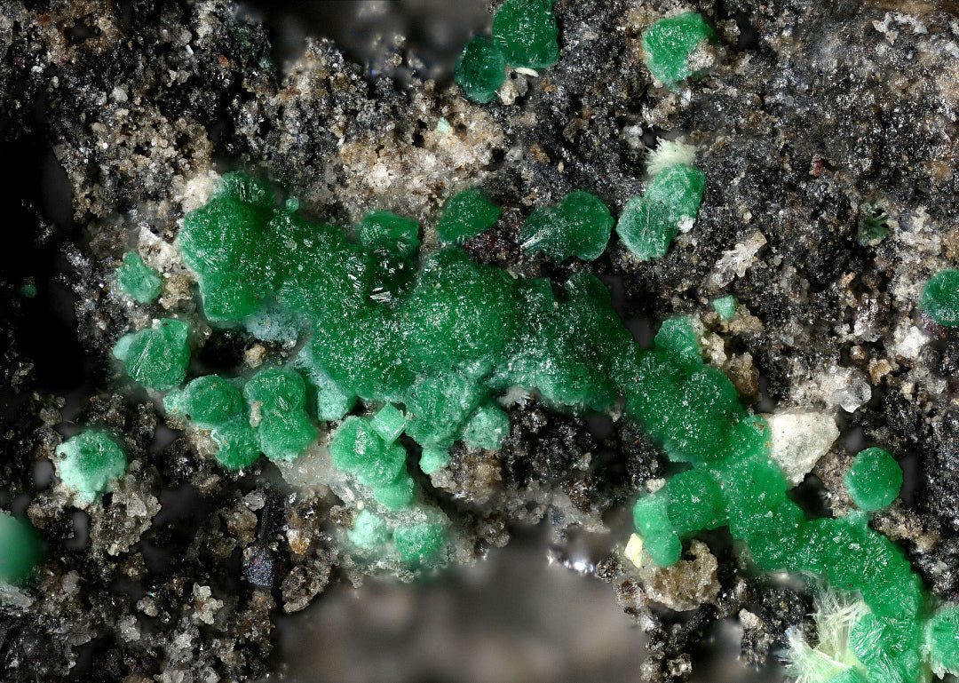 Stepite