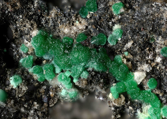 Stepite