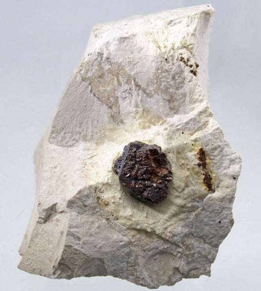 Limonite Psm Pyrite Burglengenfeld, Schwandorf, Upper Palatinate, Germany